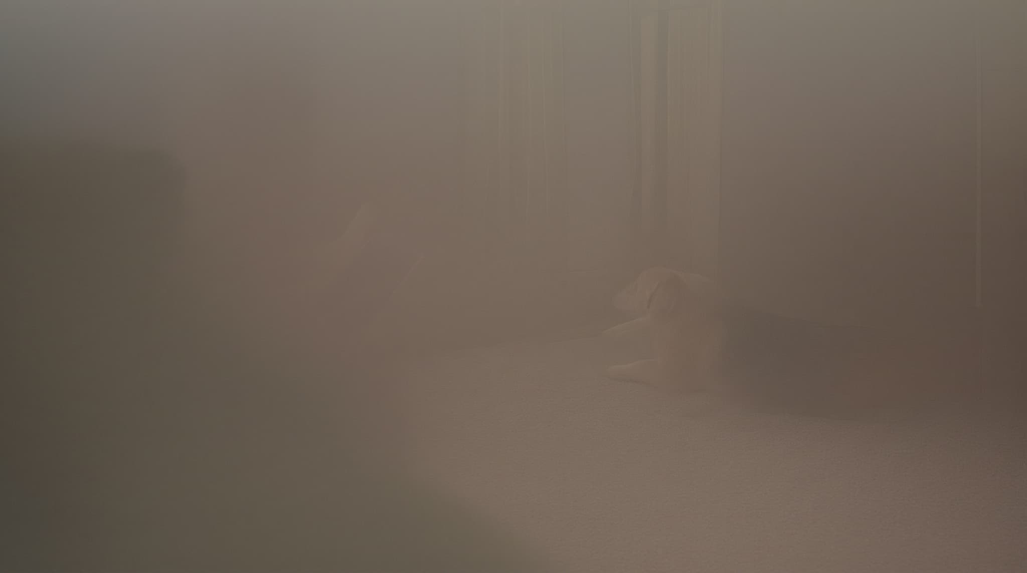 A beagle resting on a cream rug near a window in soft morning light, with an owner's hand holding a phone at the dog's eye level previewing a portrait-style photo, evoking an at-home AI pet photoshoot setup.